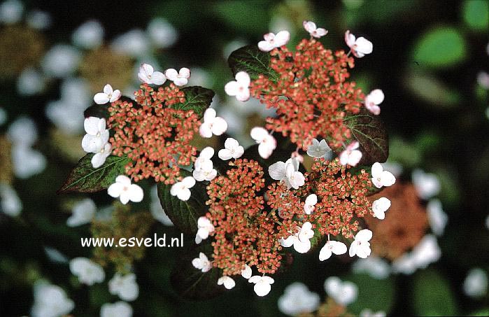 Hydrangea serrata 'Kurenai'