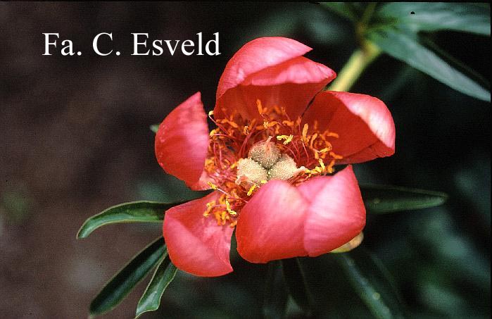 Paeonia peregrina 'Otto Froebel'