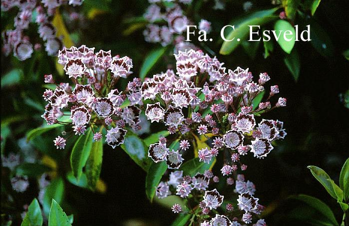 Kalmia latifolia 'Quinnipiac'