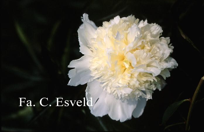 Paeonia 'Solange'