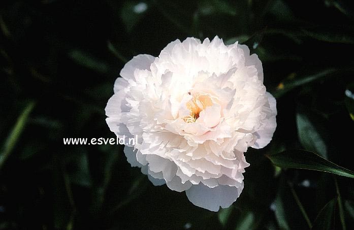 Paeonia 'Roem van Boskoop'