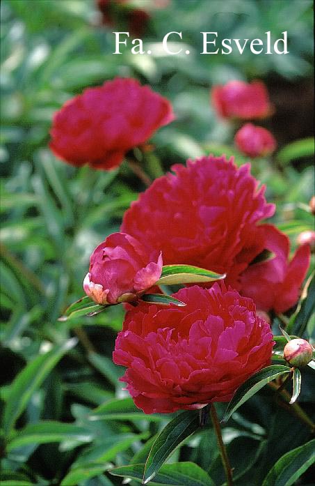 Paeonia 'Victoire de la Marne'