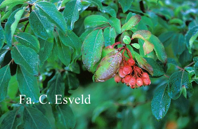 Viburnum cassinoides