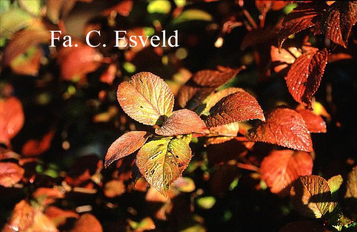 Viburnum plicatum