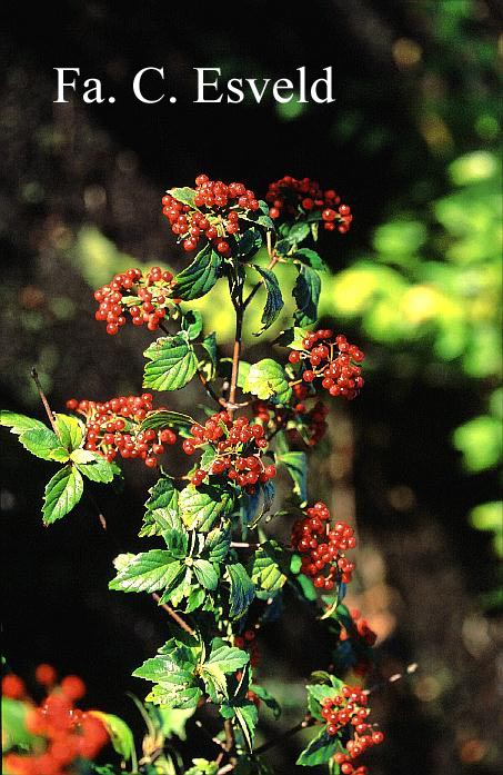 Viburnum mullaha