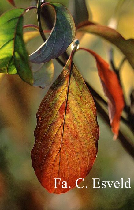 Cornus florida 'Cloud Nine'