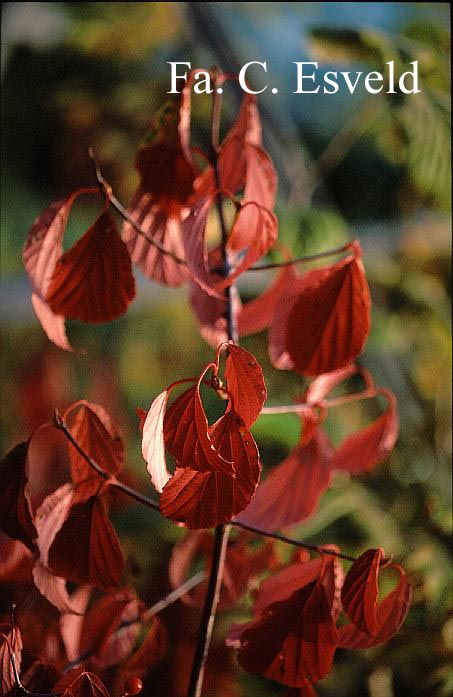 Viburnum 'Huron'