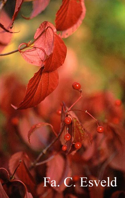 Viburnum 'Huron'