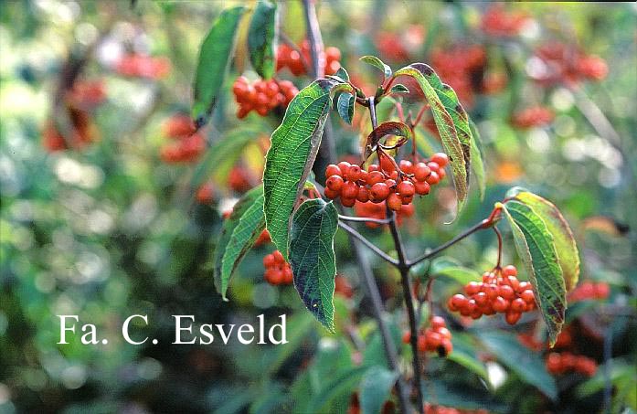 Viburnum setigerum