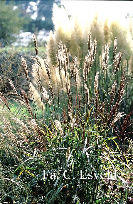 Miscanthus sinensis 'Malepartus'