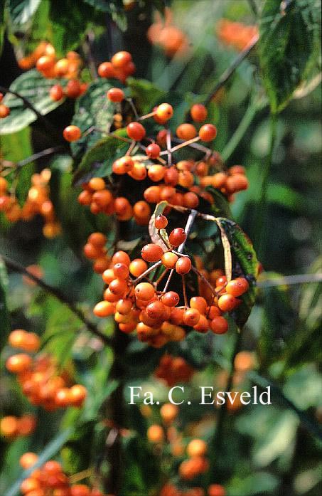 Viburnum setigerum 'Aurantiacum'