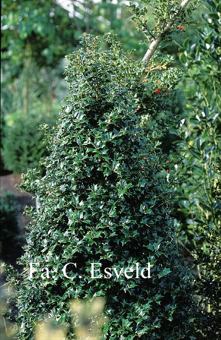 Ilex 'John T. Morris'