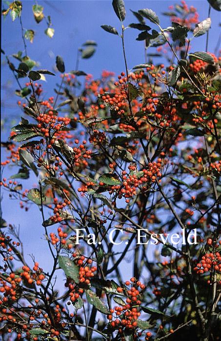 Sorbus mougeotii