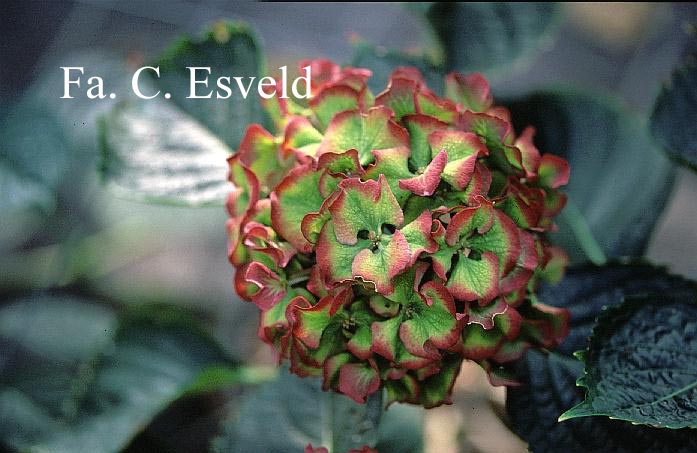 Hydrangea macrophylla 'Masja'