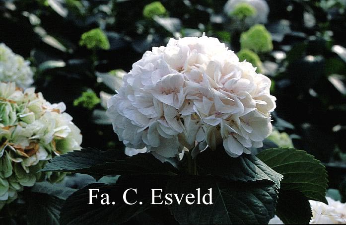 Hydrangea macrophylla 'Mme. E. Mouillere'