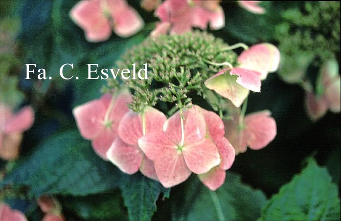 Hydrangea macrophylla 'Mariesii Grandiflora'