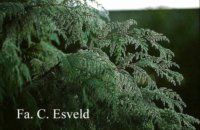 Cupressus lusitanica 'Glauca Pendula'