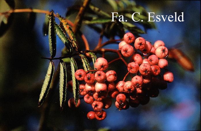 Sorbus rockii 'Pink Pearl'