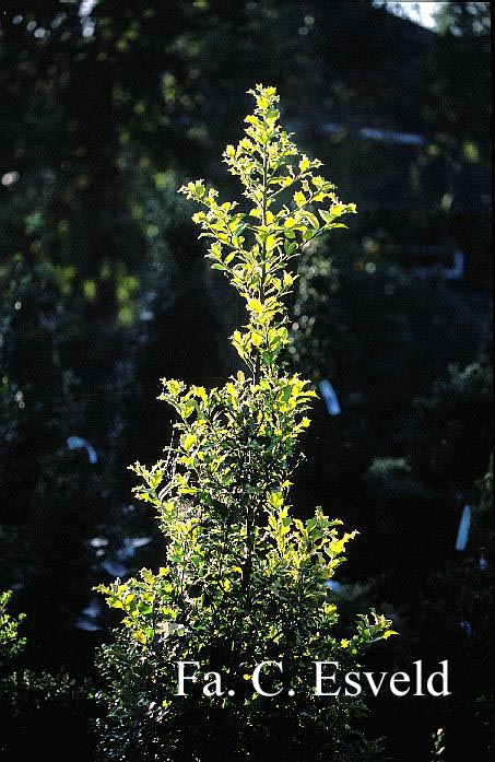 Ilex aquifolium 'Canadian Gold'
