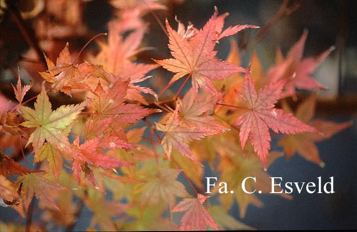 Acer palmatum 'Coral Pink'