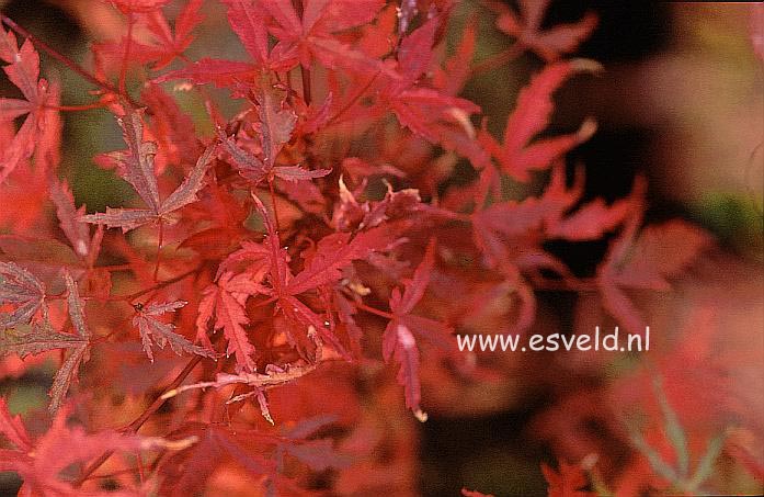 Acer palmatum 'Beni komachi'