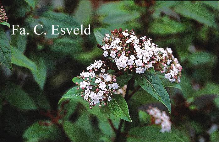 Viburnum tinus 'Purpureum'