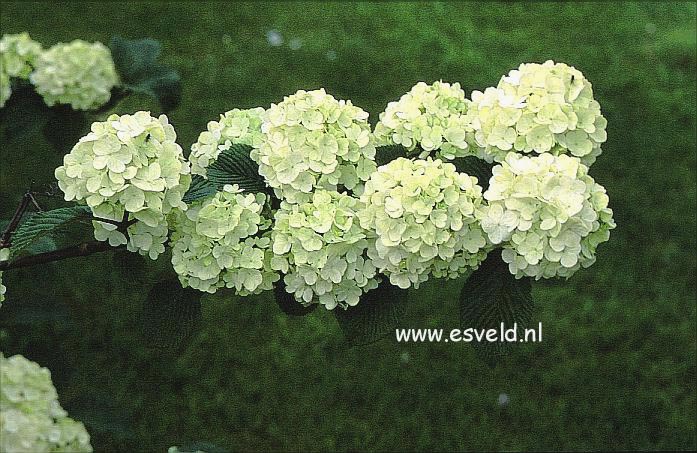 Viburnum plicatum 'Grandiflorum'