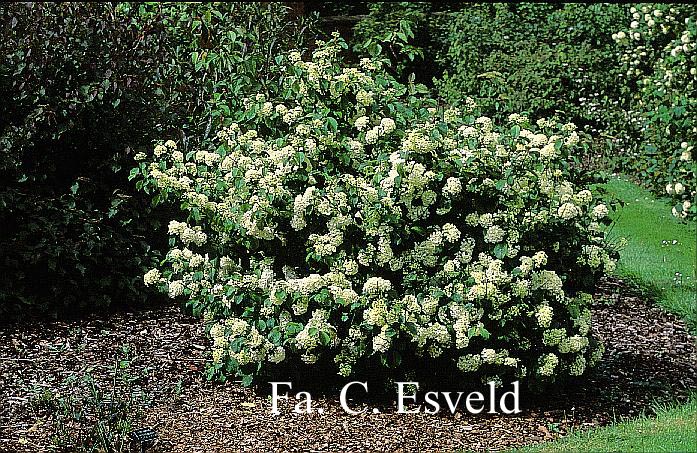 Viburnum plicatum 'Newport'