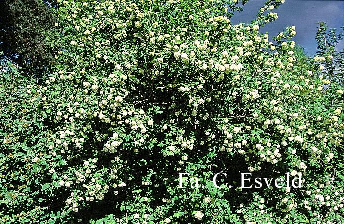 Viburnum opulus 'Roseum'