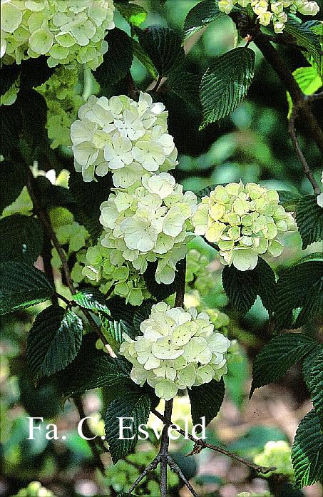 Viburnum plicatum 'Janny'