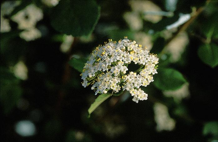 Viburnum lantana 'Lanceolatum'