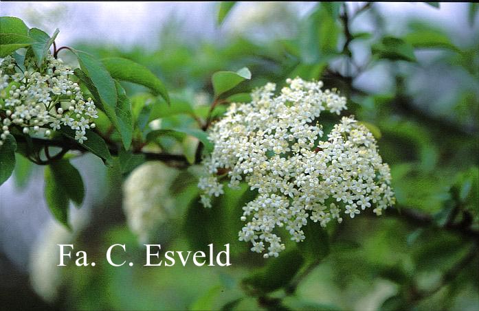 Viburnum cassinoides