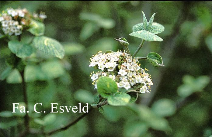 Viburnum lantana 'Variegata'