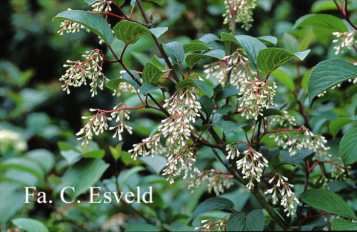 Viburnum erubescens gracilipes