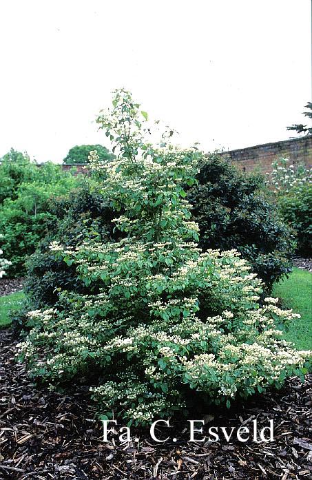 Viburnum plicatum 'Watanabe'