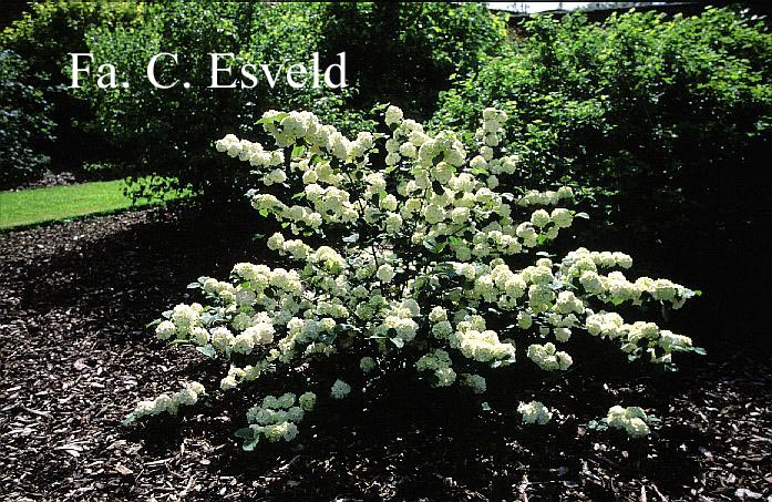 Viburnum plicatum 'Grandiflorum'