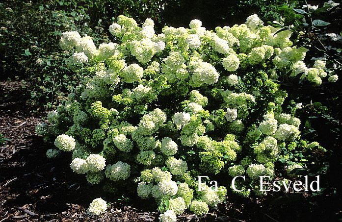 Viburnum macrocephalum