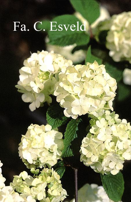 Viburnum plicatum 'Grandiflorum'