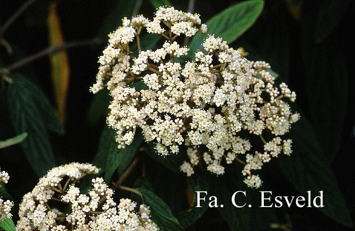 Viburnum rhytidophyllum