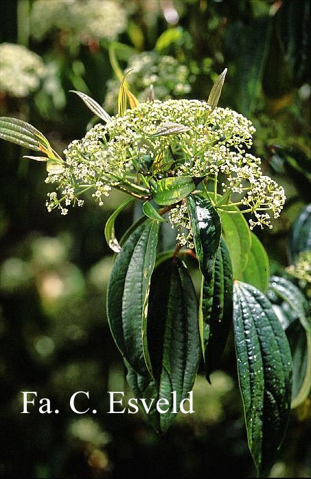 Viburnum cinnamomifolium