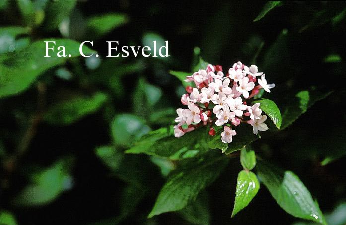 Viburnum burkwoodii 'Mohawk'