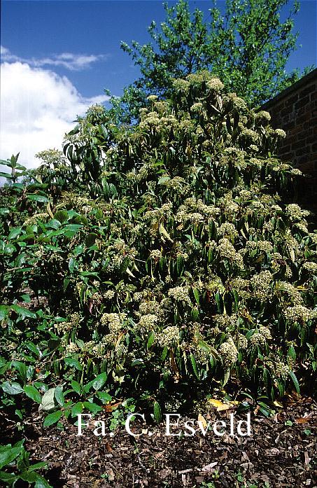 Viburnum cinnamomifolium