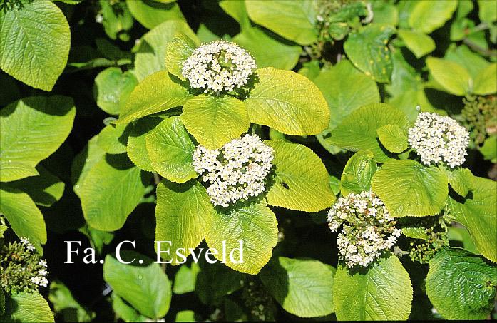 Viburnum lantana 'Aureum'