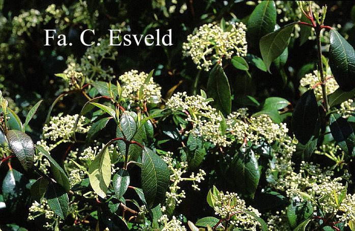 Viburnum atrocyaneum