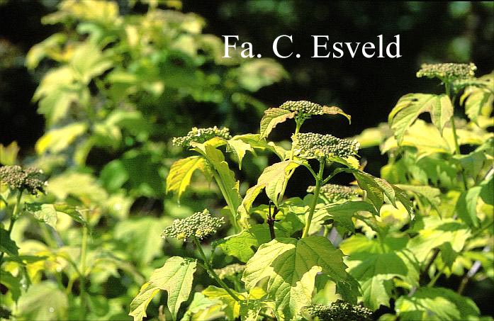 Viburnum opulus 'Aureum'