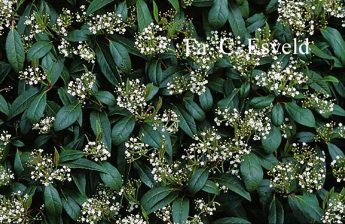 Viburnum globosum 'Jermyn's Globe'