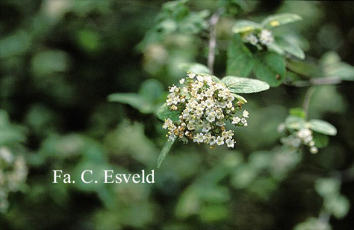 Viburnum lantana 'Versicolor'