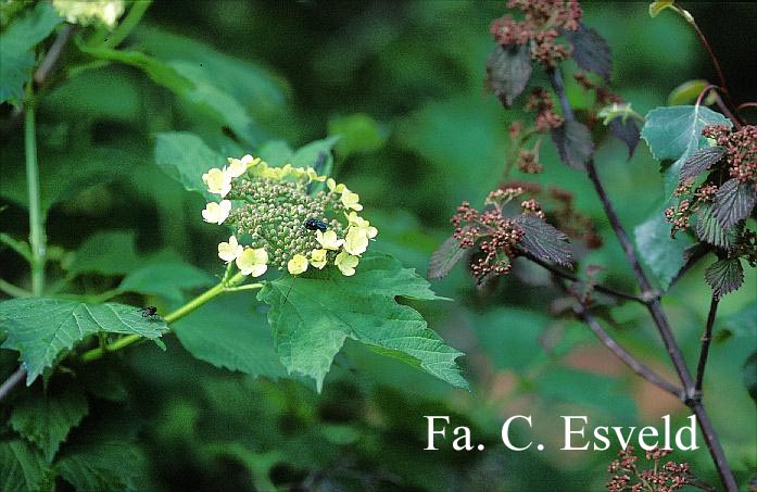 Viburnum opulus 'Apricot'