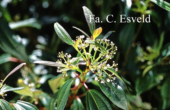 Viburnum davidii 'Angustifolium'