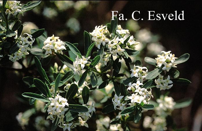 Daphne alpina